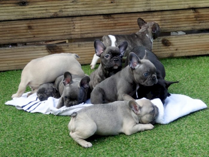 Cachorros de bulldog francés mini orejas caidas a la venta