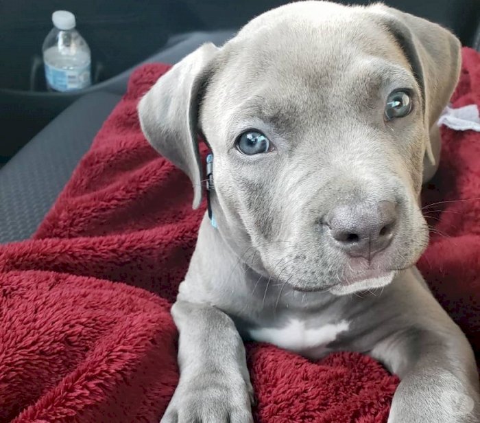 Bully cachorro de 2 meses gris en venta
