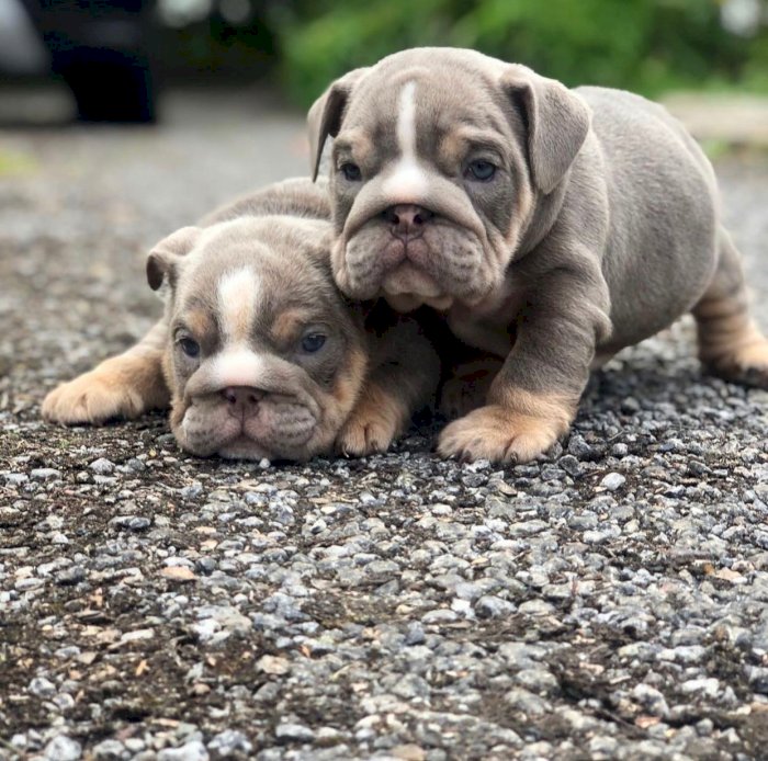 Cute english bullydog pupps for sale