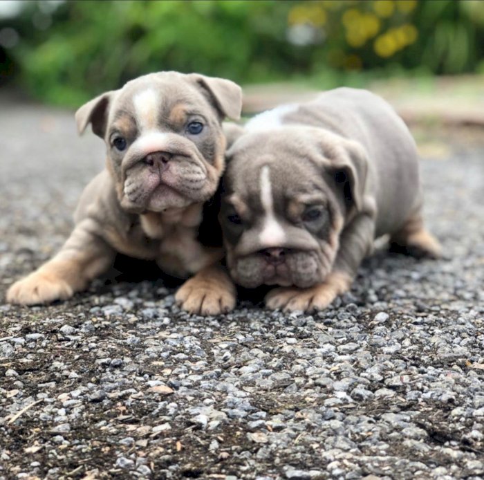 Cute english bullydog pupps for sale