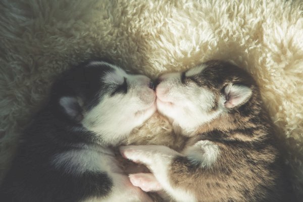 Cachorros raza husky siberiano recién nacido marrón y negro en venta