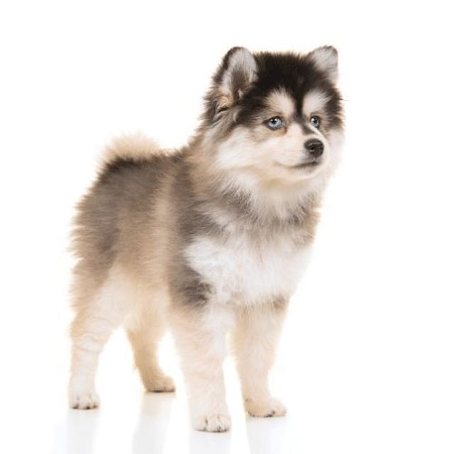 Cachorro raza husky siberiano miniatura de 4 meses a la venta