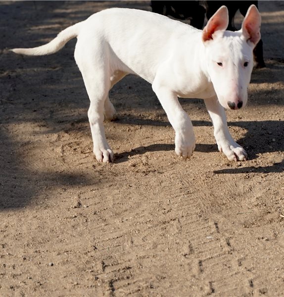 Cachorros Bull terrier inglés machos y hembras en venta