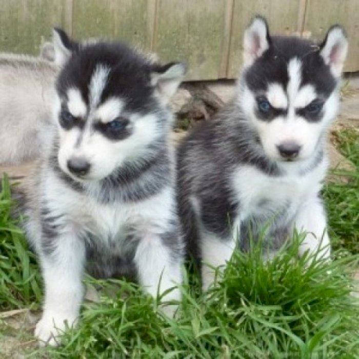 Husky Puppies en venta