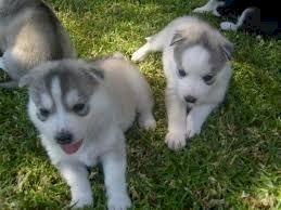 Husky Siberiano Puppy en venta