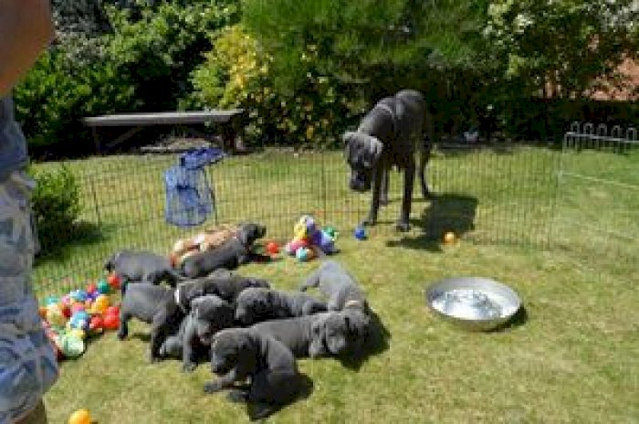 Lindos perros de gran danes gris con manchas negras baratos