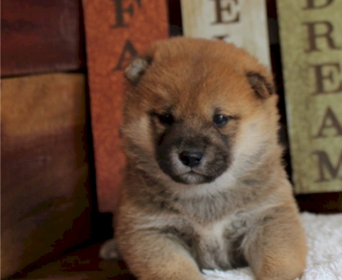 Shiba inu cachorra crema de 3 meses en venta