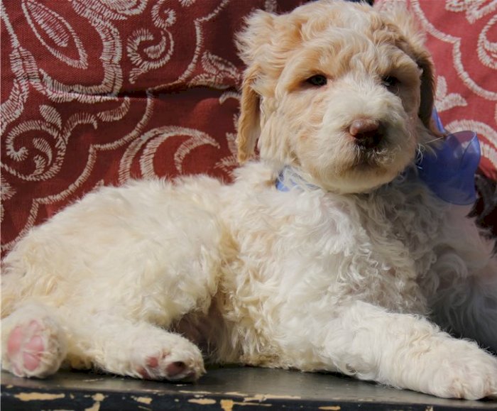 Cachorro bebé raza labradoodle blanco en venta