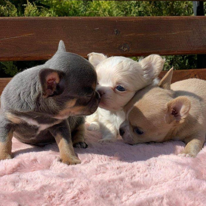 Perros chihuahua bebés café, blanco y cenizo en adopción