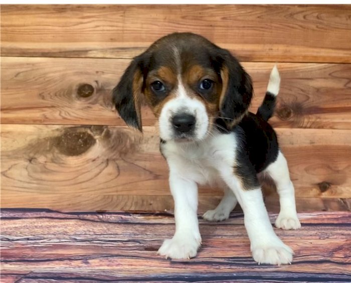 Cachorro beagle hembra en venta