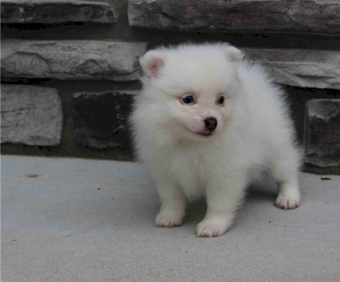 Cachorros de pomerania blanco cara de oso en venta al mejor precio