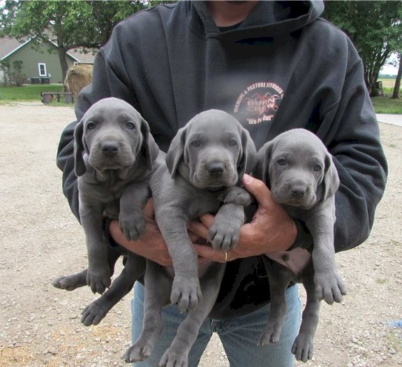 Weimaraner puppies azul en venta