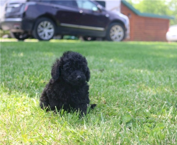 Caniche perro mini toy negro en venta