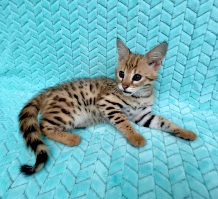 Gato savannah f1 para adopción