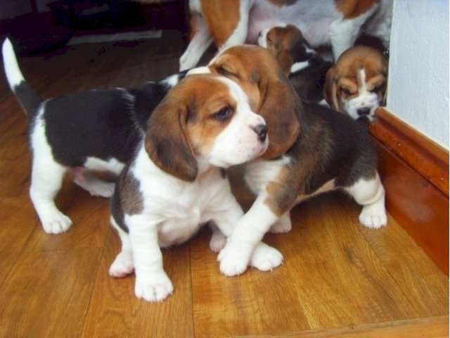 Perros beagle en adopcion