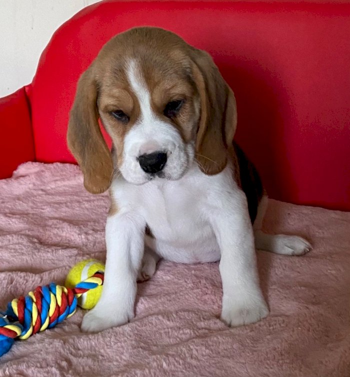 Beagle en adopcion