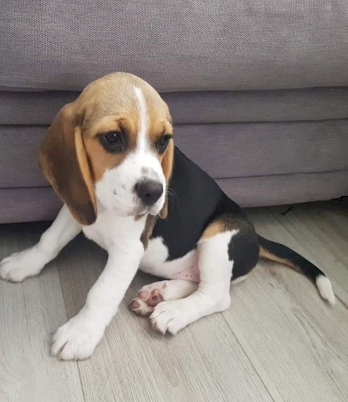 Beagle perros en adopcion macho y hembra