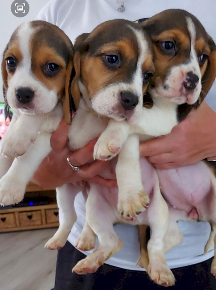 Perros en adopcion beagle macho y hembra