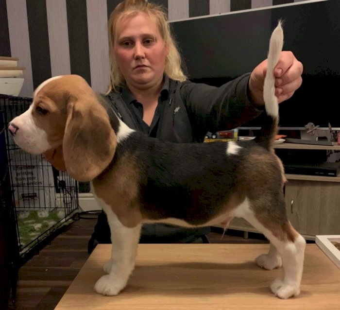 Pequeño cachorro beagle en adopción