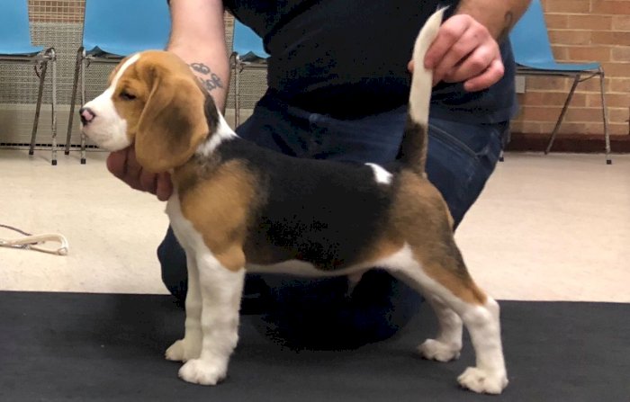 Cachorros pequeños Beagle en adopcion