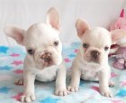 Cachorro de bulldog francés machos y hembras para adopción