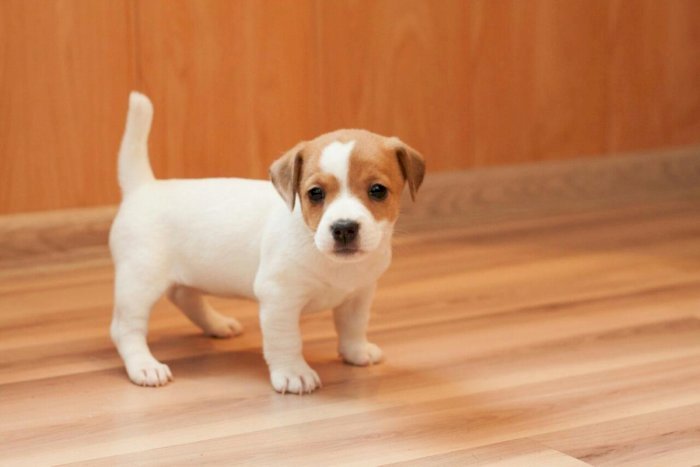Jack russell terrier bebe de 3 meses en venta precio para comprar