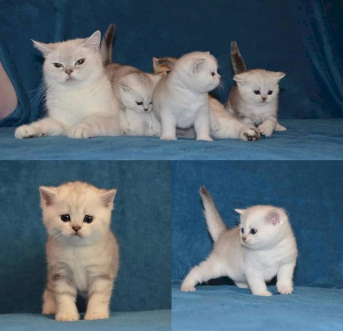 Gato scottish fold en adopción
