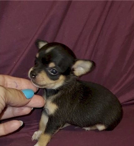 Chihuahua bebe macho de raza disponible for sale