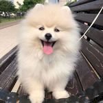 Hermosos cachorros Pomerania en adopción en busca de un hogar
