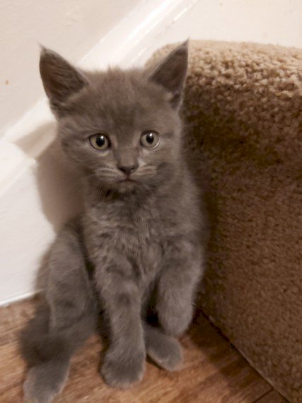 Azul ruso gatos gris macho y hembra en venta