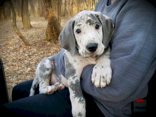 Venta de cachorro de gran danés blanco y gris recién nacido
