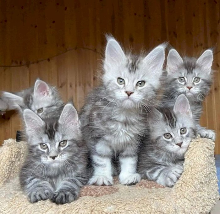 Maine coon gatos en adopcion
