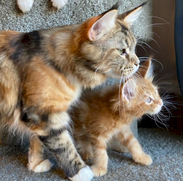 Gatos maine coon hermosos para adopcion