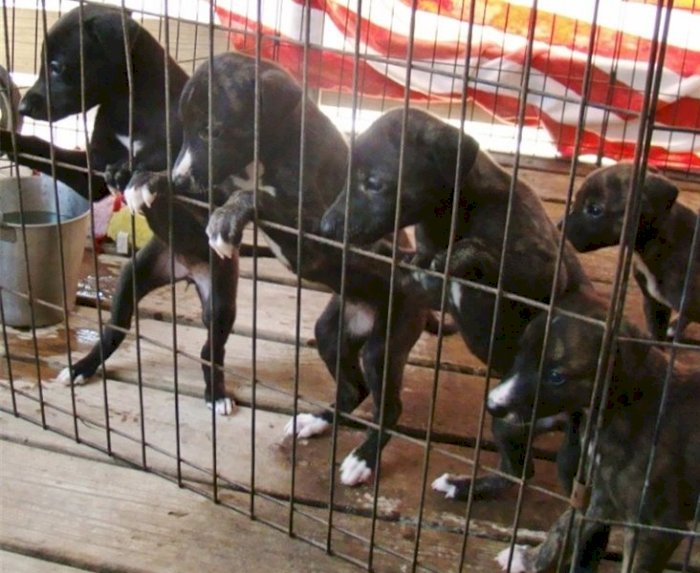 Cachorros Greyhound Disponibles Para La Venta / Precio Barato