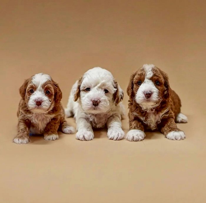 Cachorros de 3 meses blanco cavapoo / cavoodle en venta