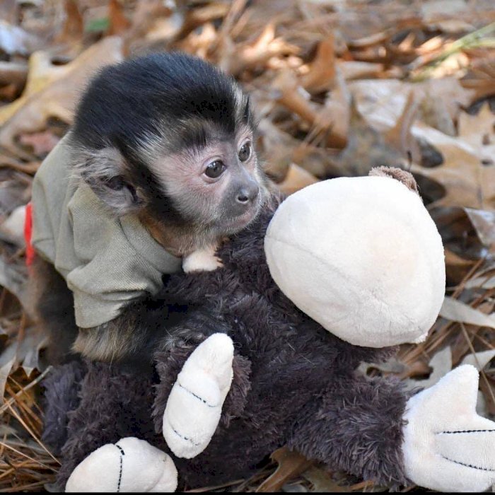 Bebés de monos capuchinos miniatura chiquitos para reubicar en adopción gratis