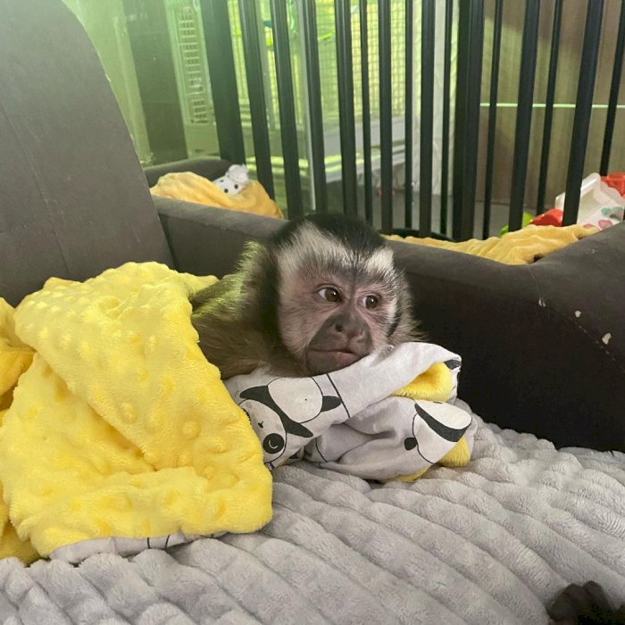 Bebés monos capuchinos entrenados y criados en casa desparacitados