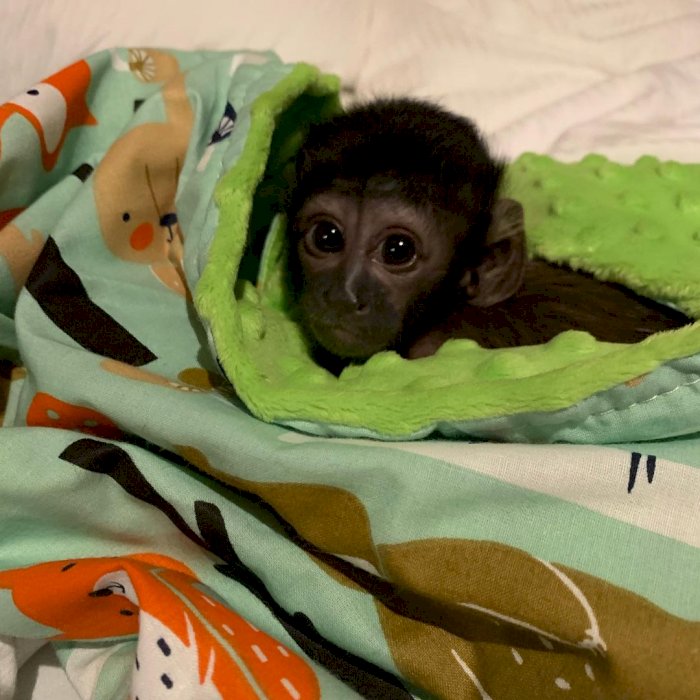 Monos domésticos capuchinos reales machos y hembras en adopción