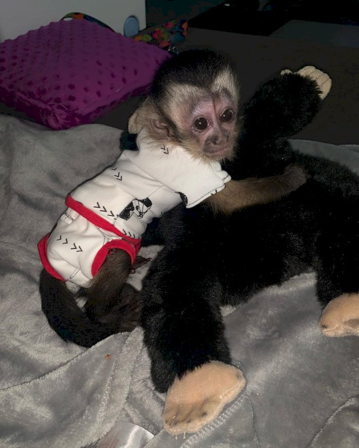 Mono capuchino bebe en adopcion con sus vacunas y registrado