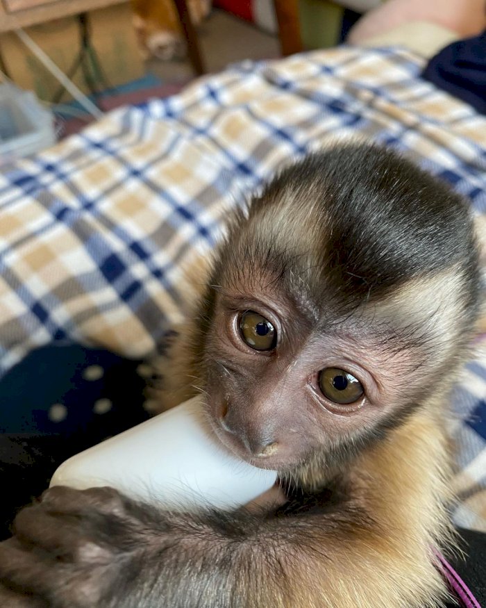 Monos capuchinos en venta reales chiquitos a buen precio de costo
