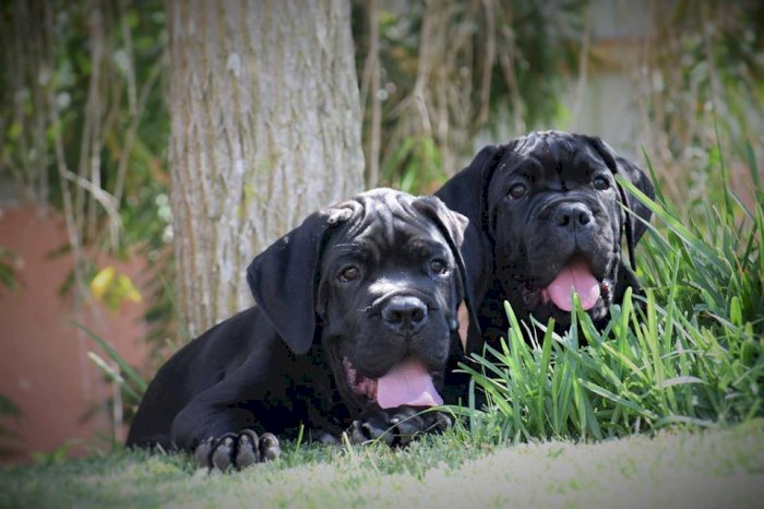 Cachorros de cane corso negro dogo argentino