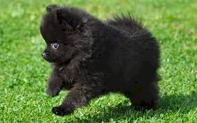 Pomerania pequeño negro bebe macho al mejor precio de venta de 3 meses