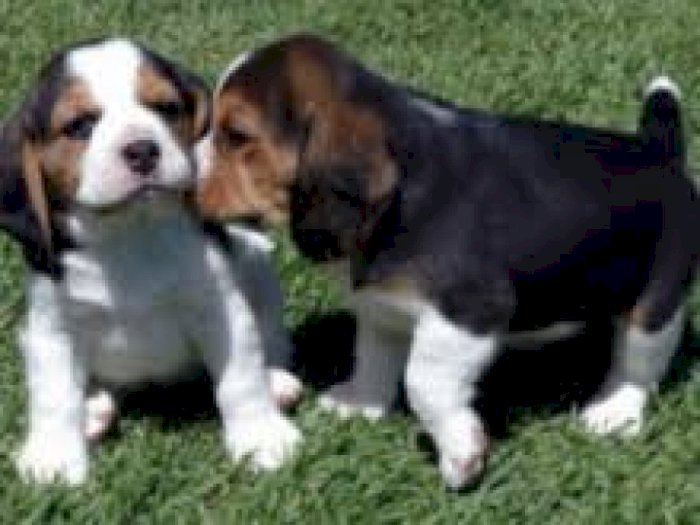 Beagle mini macho y hembra en venta a bue precio