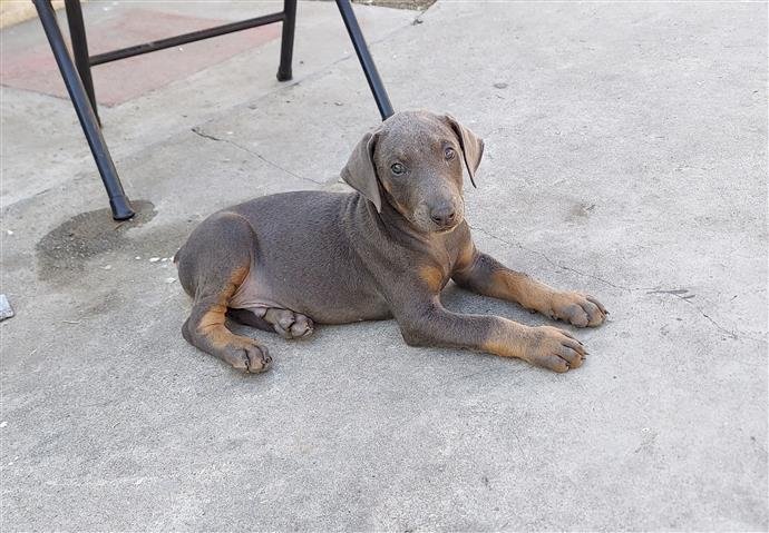 Cachorro Doberman gris de raza pura de 2 meses en venta precio