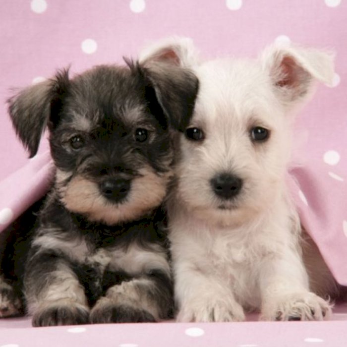 Cachorros schnauzer miniatura blanco y negro de 3 meses en venta al mejor precio