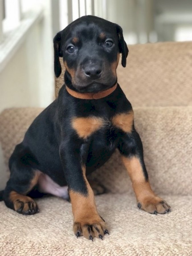 Doberman puppy negro con orejas en venta