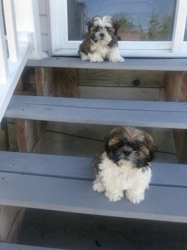 Shih tzu perro cachorro macho y hembra en venta