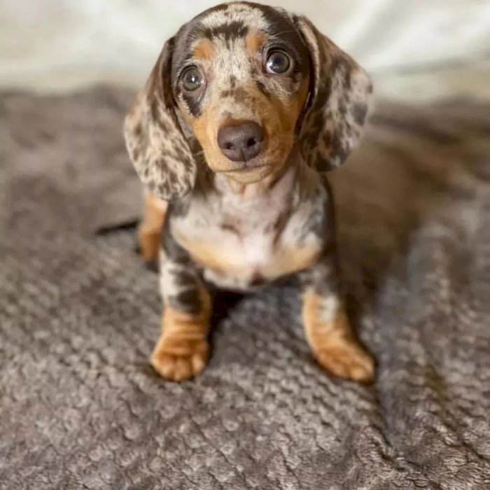 males and females dachshudn puppies