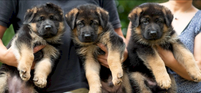 Champion Bloodline KC German Shepherd Pupps
