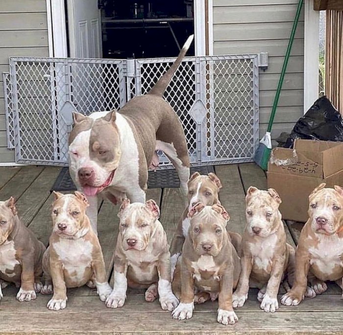 Pitbull terrier bebes en adopcion disponible para una nueva familia